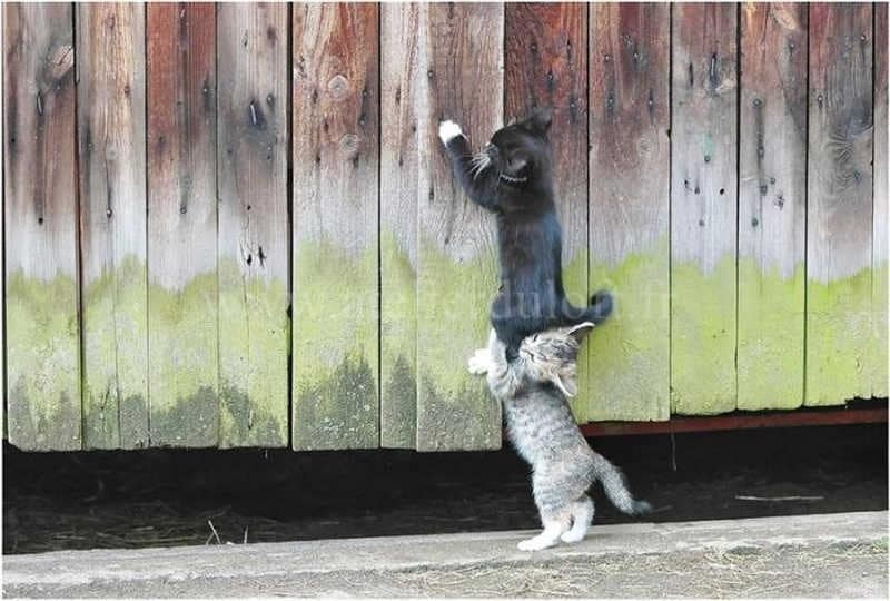 arbre à chat insolite empecher un chat de gratter dans les plantes