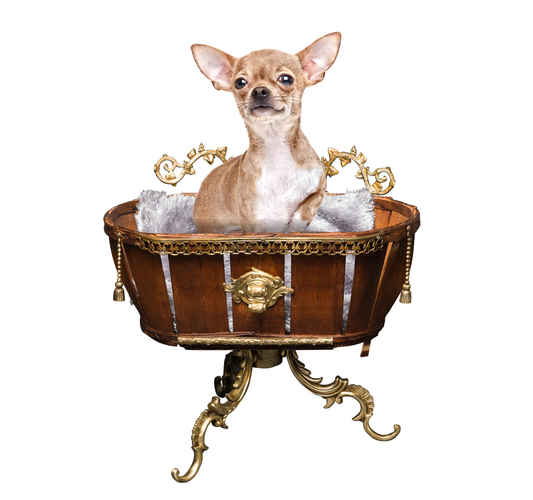 Artiste créateur d'accessoires chien luxe. Mobilier design pour animaux, des créations artistiques haut de gamme pièces uniques, chic, élégantes atypiques