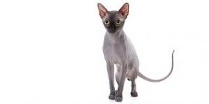 animaux-sphynx-1
