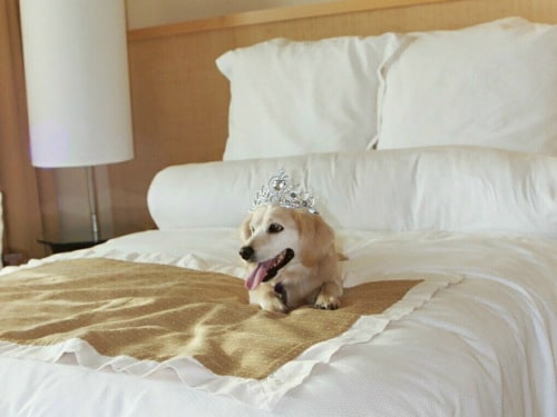 Rien est trop beau pour nos petits protégés, vacances de luxe pour animaux, hôtel avec télévision, piscine Thalasso pour bien être chambre équipée de webcam