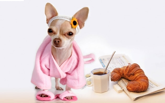 TOP 4 des prestations de luxe pour animaux Pâtisserie pour chien...