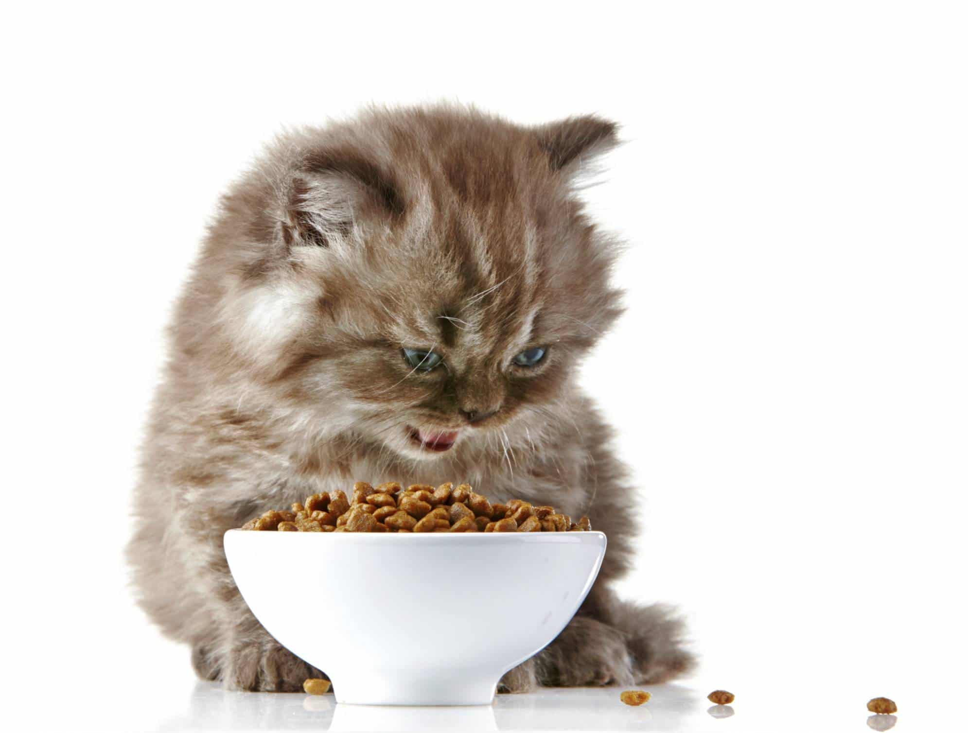 Daniela DAUDE créatrice de mobilier pour animaux. Conseil pour: ou placer la gamelle d’un chat Premièrement la nourriture doit être dans un endroit calme...