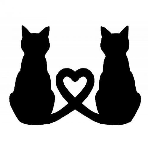 Pourquoi mon chat remue la queue rapidement, il parle avec son corps, voici l'explication