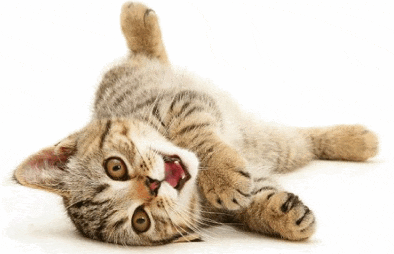 Article rédigé par Daniela DAUDE artiste mobilier pour animaux haut de gamme Pourquoi mon chat remue la queue rapidement? votre matou parle avec sa queue...